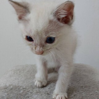 ちびっ子ギャング現る！ミーちゃん1ヶ月半