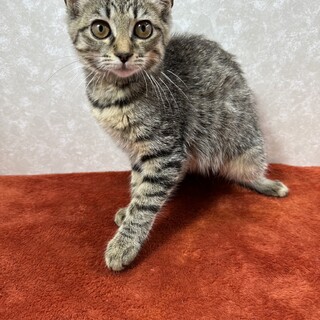 美猫で甘えん坊！飼わなきゃ損損❤愛玩猫クスクス