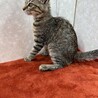 美猫で甘えん坊！飼わなきゃ損損❤愛玩猫クスクス サムネイル4