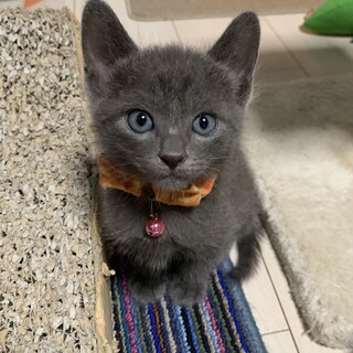 僕たち勇者兄弟！ロトくん♪2ヶ月! 