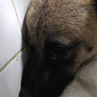 殺処分対象です！