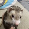 元気で甘えん坊なマーシャルフェレットです サムネイル2
