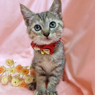 キジ３兄妹！抱っこ大好き『つきみちゃん』2ヶ月半