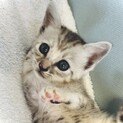 大切な家族の一員にしてあげてください