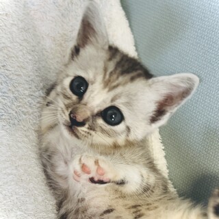 大切な家族の一員にしてあげてください