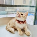 クリーム色の可愛い甘えん坊さん