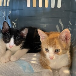 夜の保護猫譲渡会、子猫わらわら30匹