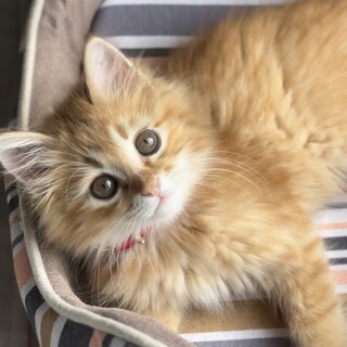 かわいい長毛の男の子