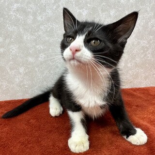 綺麗な八ワレ❗️慣れているので初心者向き❤姫華