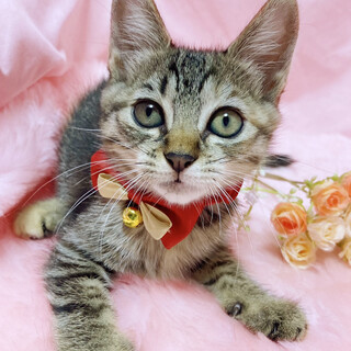 キジ３兄妹！おっとり優しい『みりんちゃん』2ヶ月半