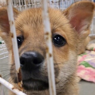 人馴ればっちり！かわいい　ほしくん　2ヶ月