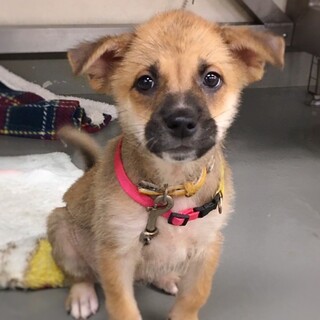 人馴ればっちり！かわいい　つきちゃん　2ヶ月