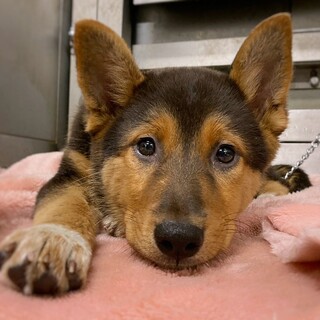 【相談中】かわいい子犬　ソルスちゃん　3ヶ月
