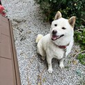 柴犬　雌　人懐こい可愛い子です
