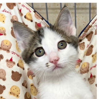 ３兄妹キジ白♡そーた♂3か月半