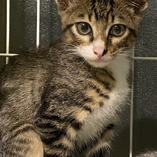 キジシロの小さな男の子