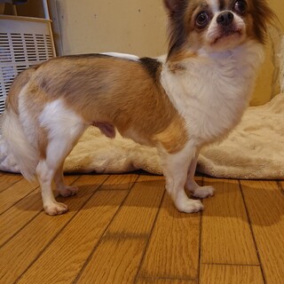 穏やか チワワの男の子 トライアル中