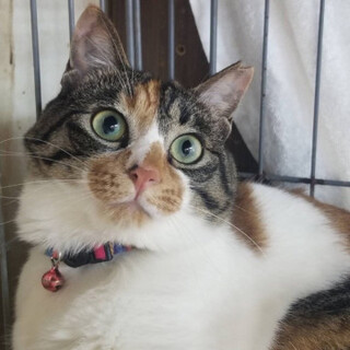 ２姉妹美三毛猫♡モモちゃん♀２歳