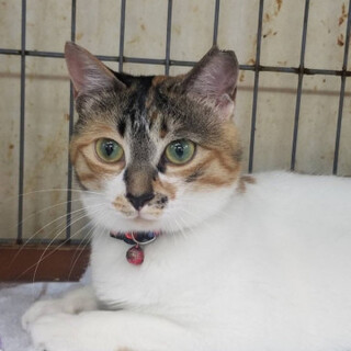 ２姉妹美三毛猫♡ナナちゃん♀２歳