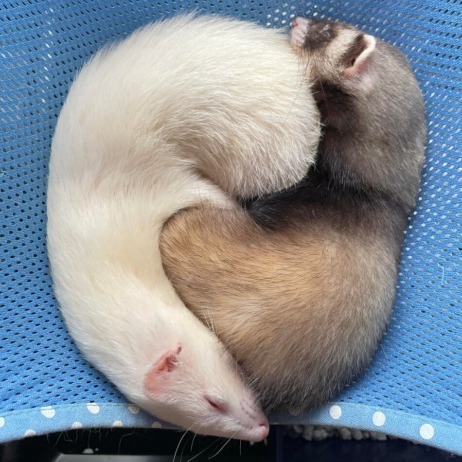 ちびのカバー写真