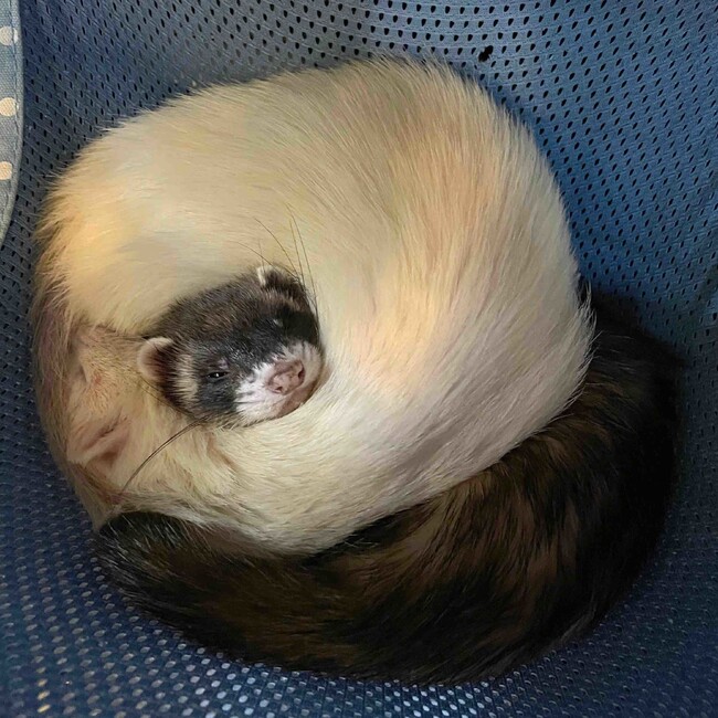 らてもかのカバー写真