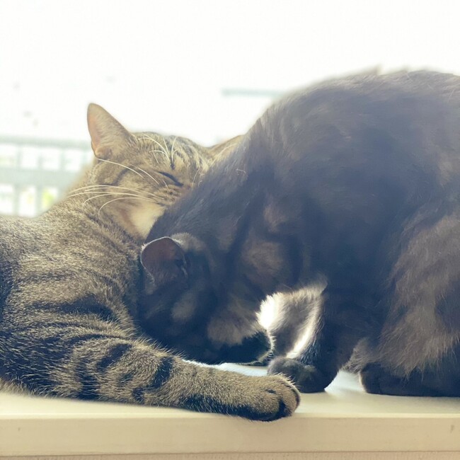 KN1984のカバー写真