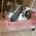 ロップイヤー 甘えん坊な5歳の女の子 2キロ