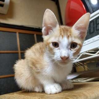 元気で愛らしい茶トラの男の子