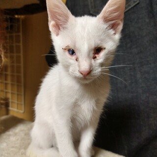 元気で愛らしい白猫の男の子