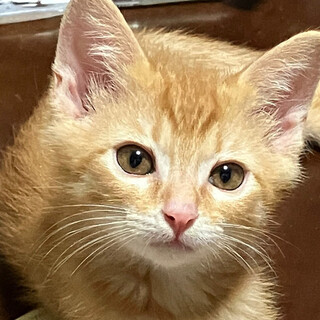 募集停止　とても人馴れ茶トラ男子⭐️グレアム