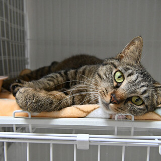 桃花：名前を呼ぶとお返事してくれます