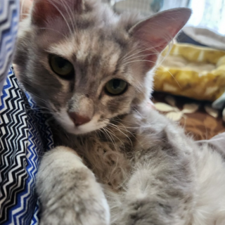 （お見合調整中！）長毛兄妹「ネネ」♀