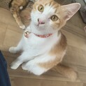 雑種猫の半長毛