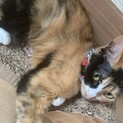 1歳半の雑種三毛猫