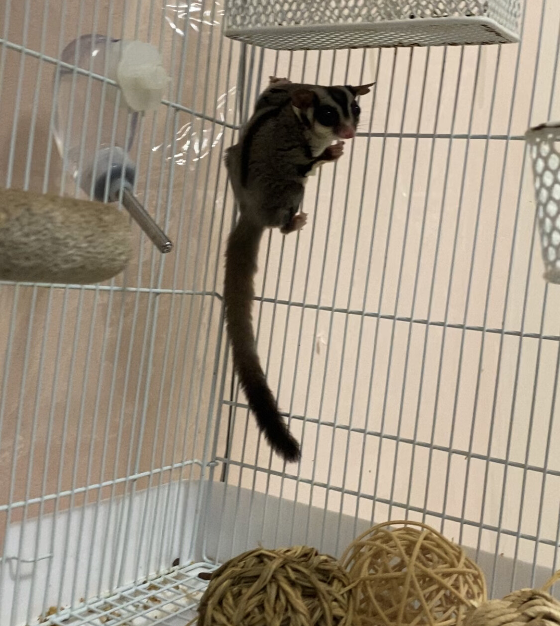 フクモモ里親募集 サムネイル2