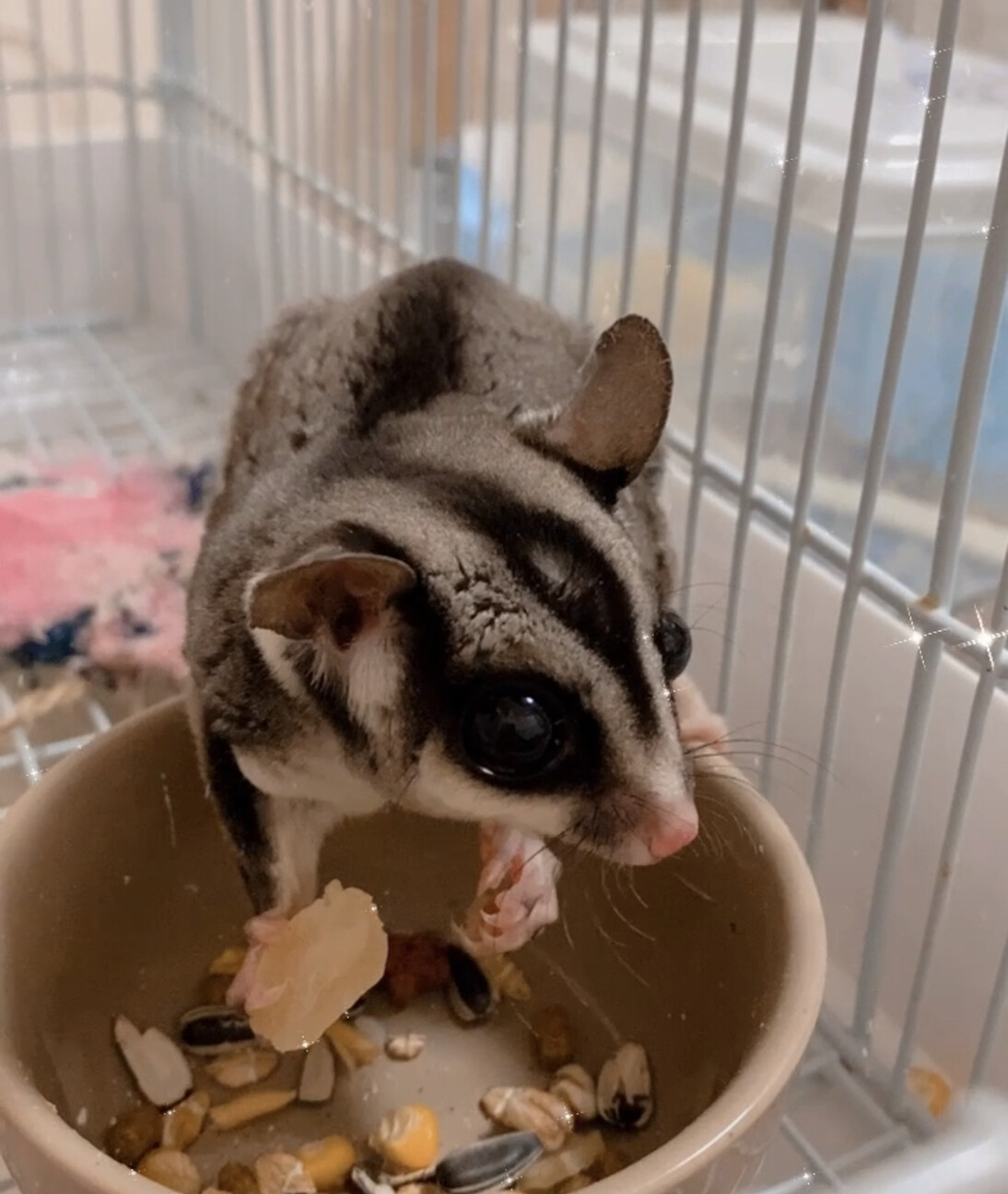 フクモモ里親募集 サムネイル3