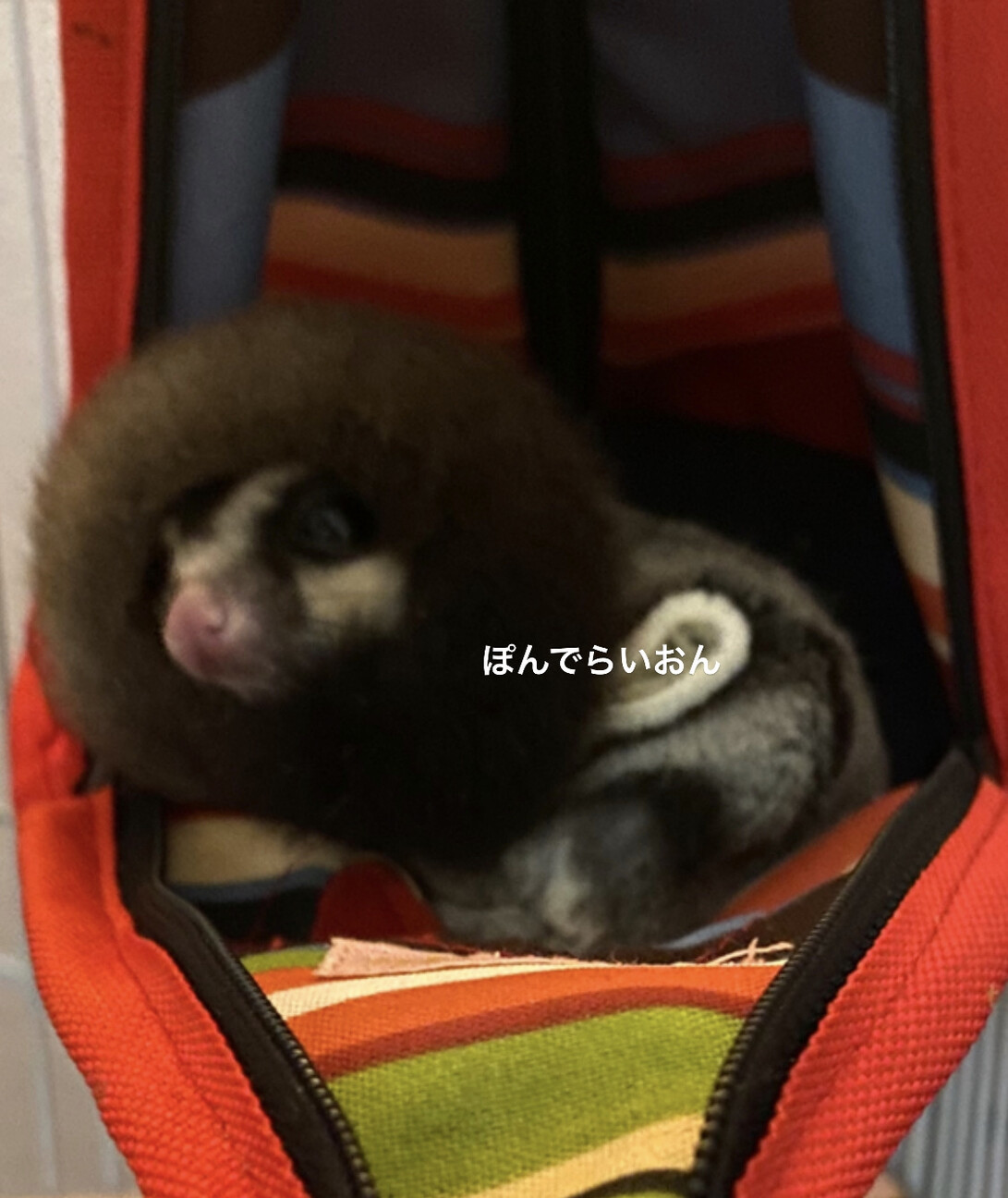 フクモモ里親募集 サムネイル4