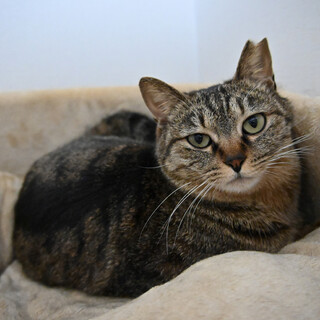 菜美：ナデナデ大好き女の子。