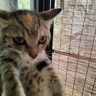 珍しい”麦わら猫”♀３か月甘えん坊