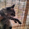珍しい”麦わら猫”♀３か月甘えん坊 サムネイル3