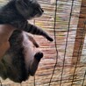 珍しい”麦わら猫”♀３か月甘えん坊 サムネイル4