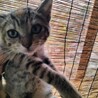 珍しい”麦わら猫”♀３か月甘えん坊 サムネイル6