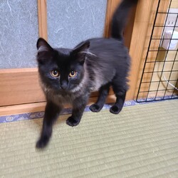 茨城、つくばみらい猫の里親会 サムネイル1