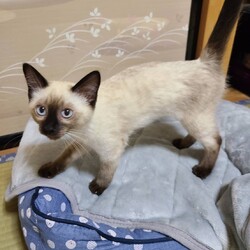 茨城、つくばみらい猫の里親会 サムネイル2