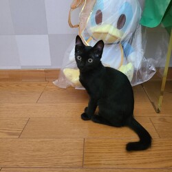 茨城、つくばみらい猫の里親会 サムネイル3