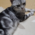 ベッタリな甘えん坊のレオ君