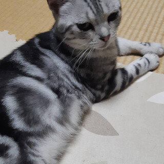 ベッタリな甘えん坊のレオ君