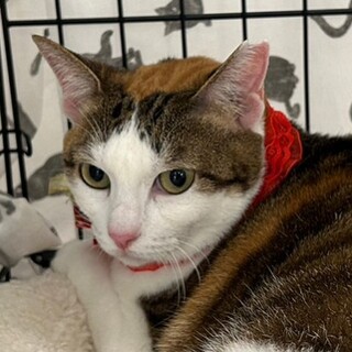 ぽっちゃり可愛い穏やかな三毛猫のしゅうこちゃん