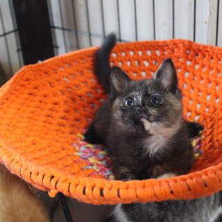 フワフワモフモフの可愛いてまりん