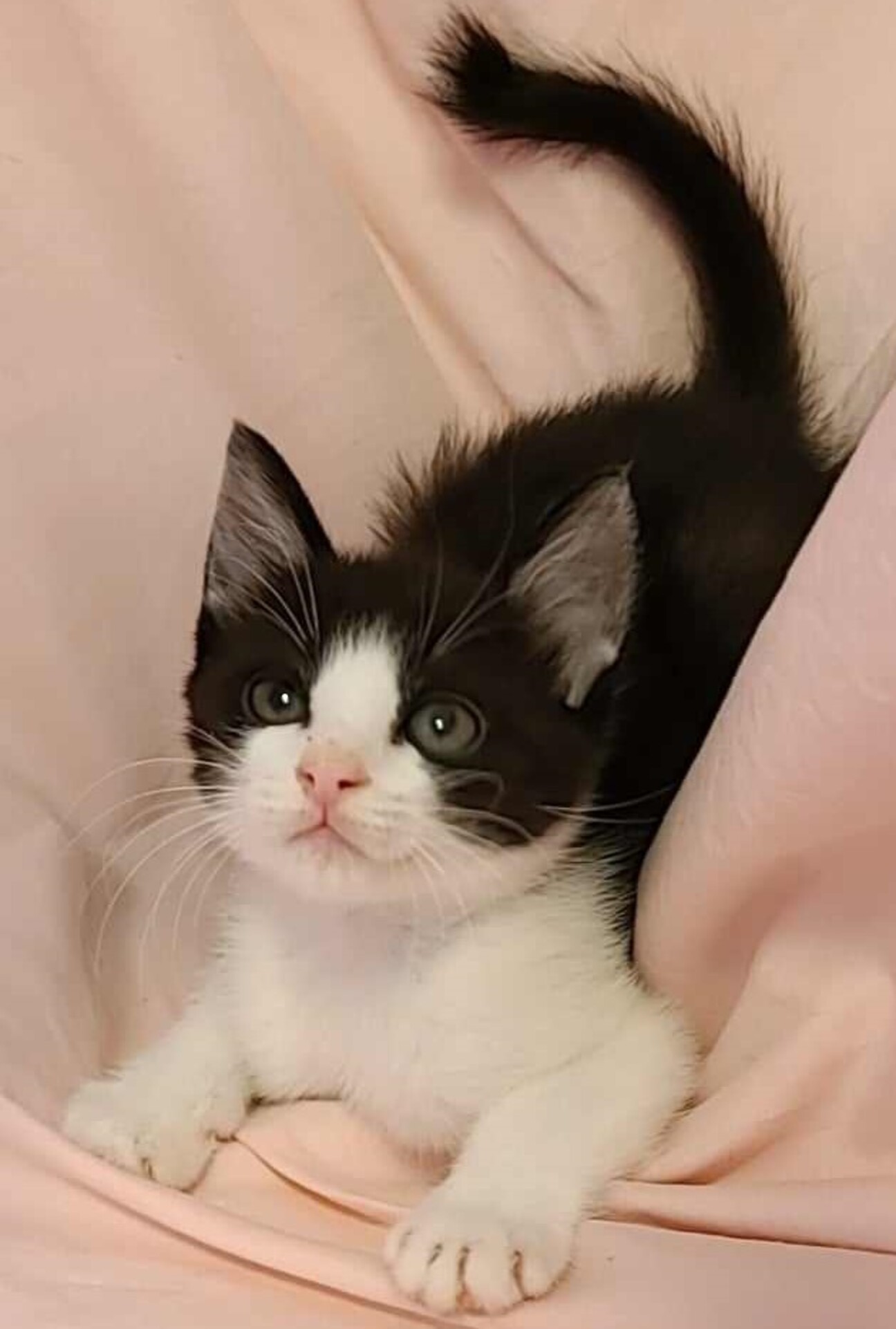 兄妹で一緒のおうちを探してます！ サムネイル1